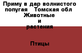 Приму в дар волнистого попугая - Томская обл. Животные и растения » Птицы   
